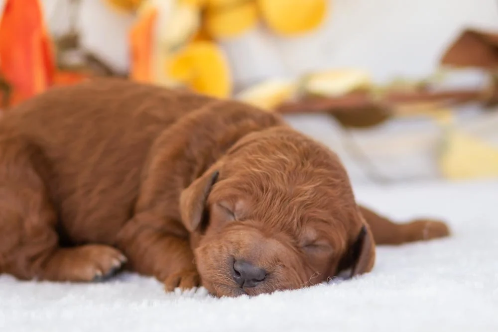 Colt goldendoodle for sale(2).jpg