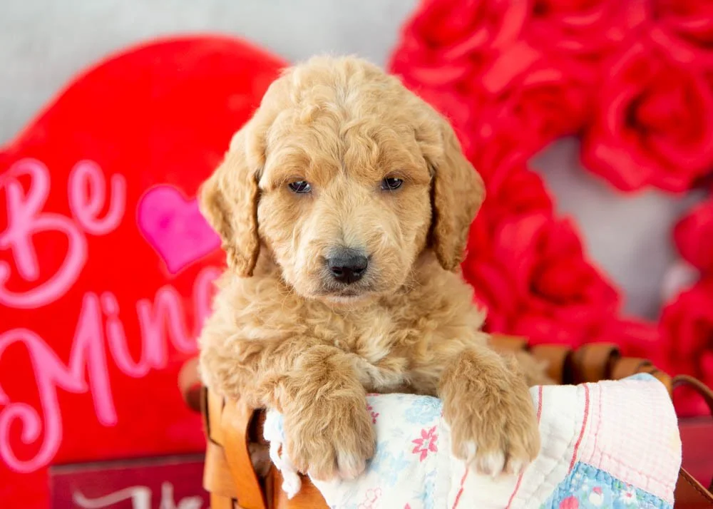 Landry goldendoodle for sale(1).jpg