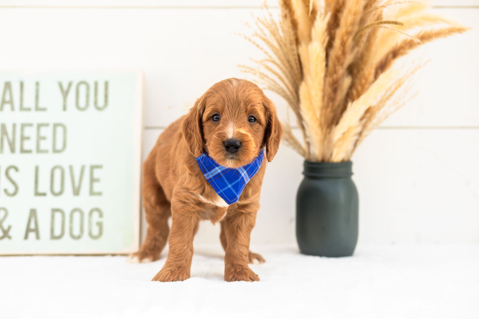 Chai goldendoodle for sale(3).jpg