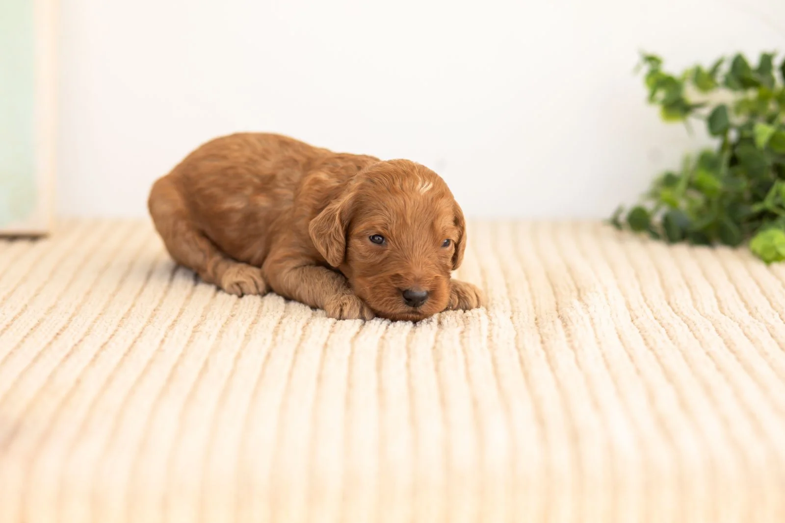 Pyra goldendoodle for sale.jpg