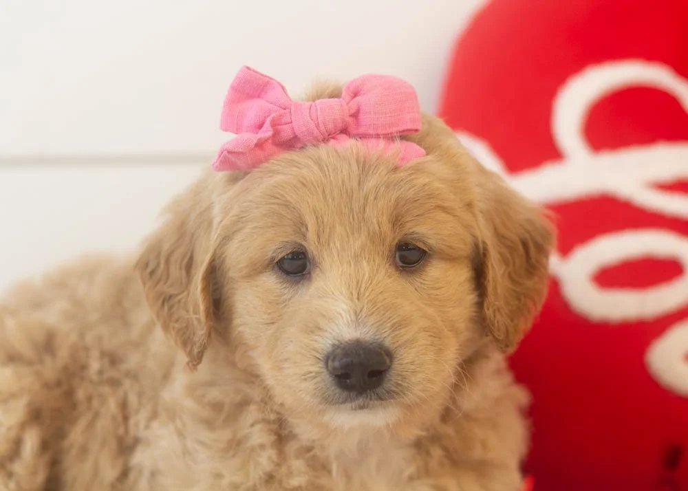 Lolly goldendoodle for sale(2).jpg