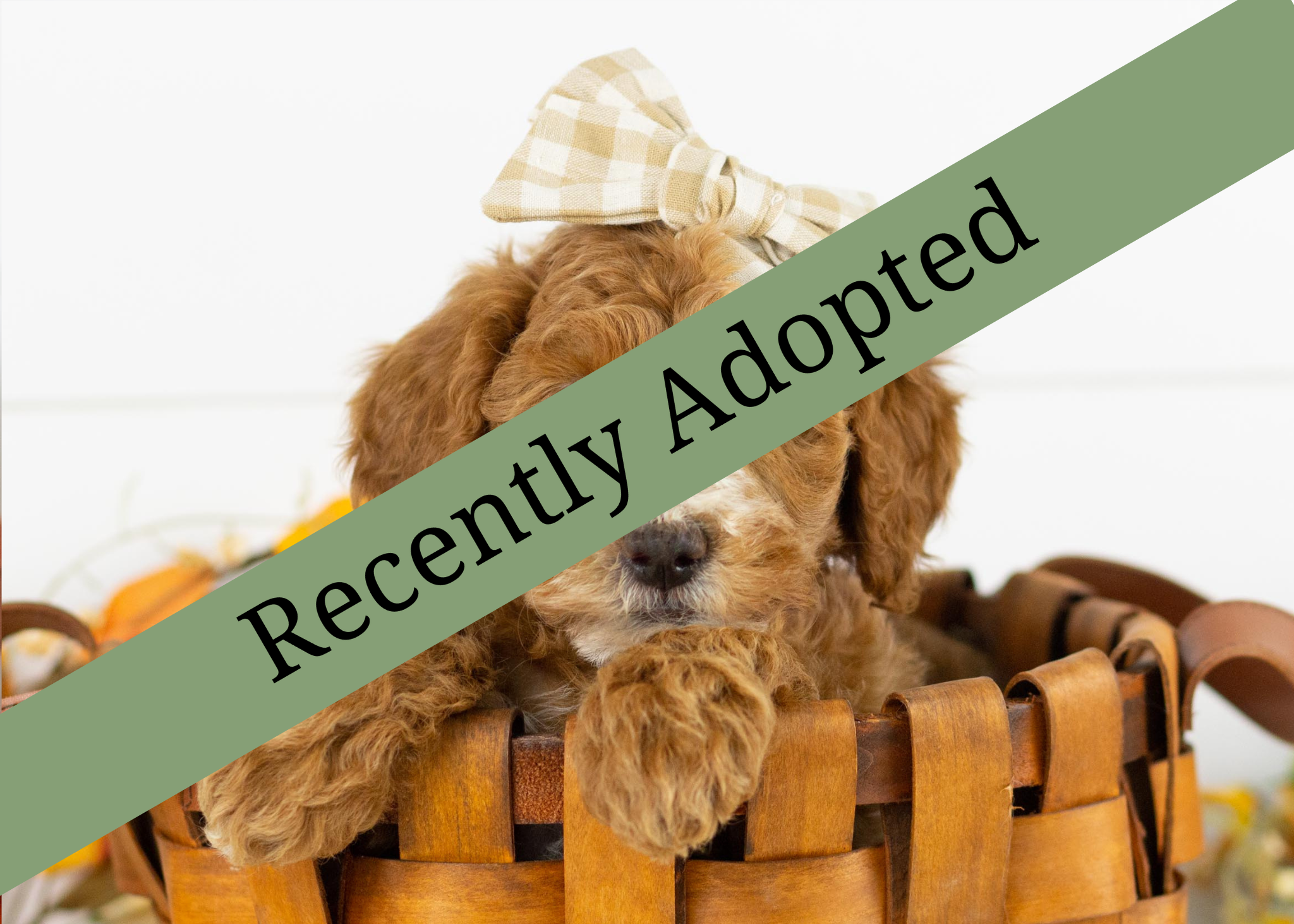 goldendoodle for sale