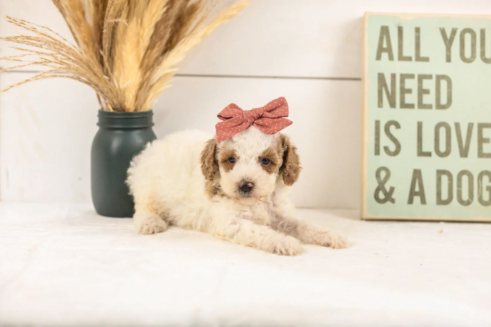 Fern goldendoodle for sale.jpg