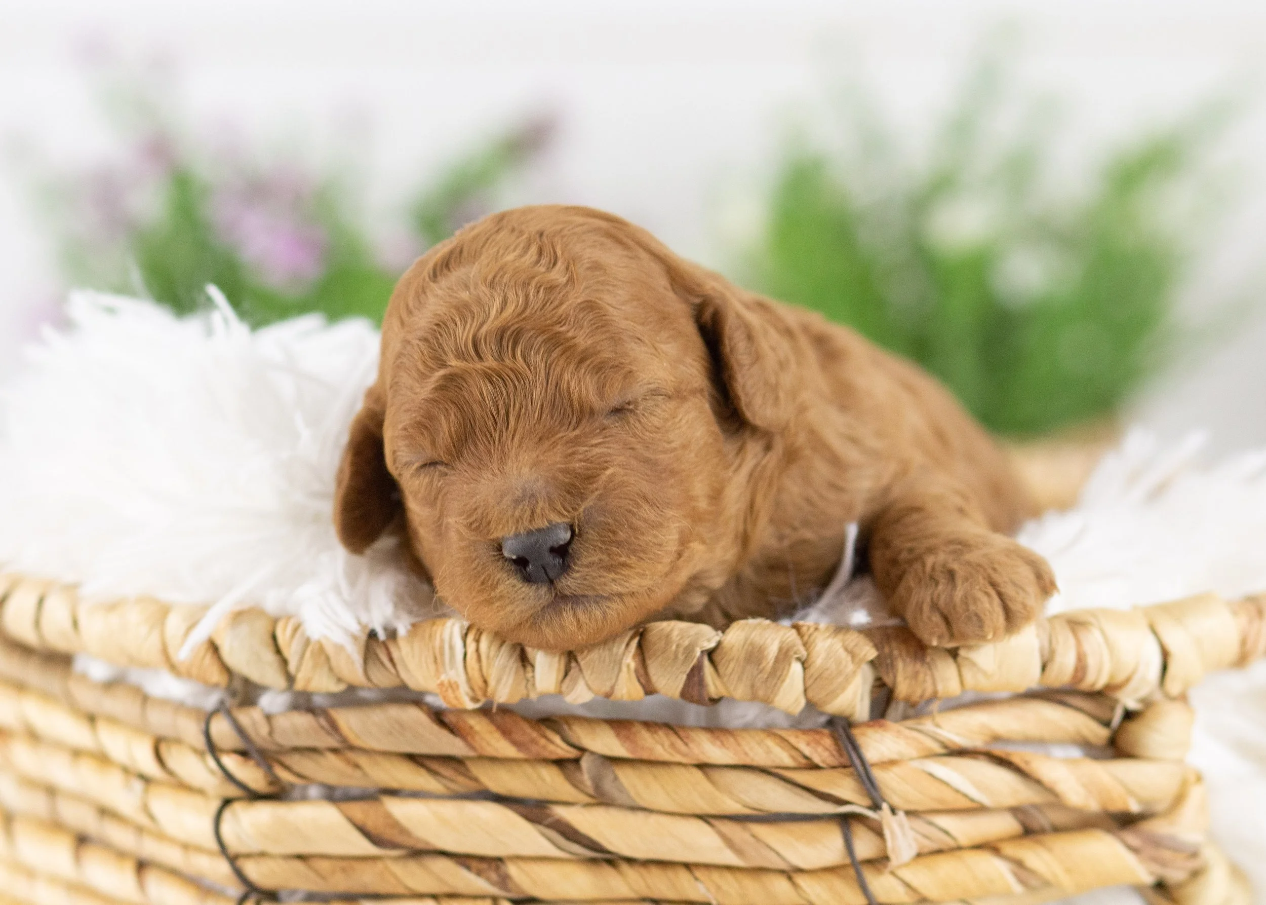 Gusgus golden doodle for sale.jpg