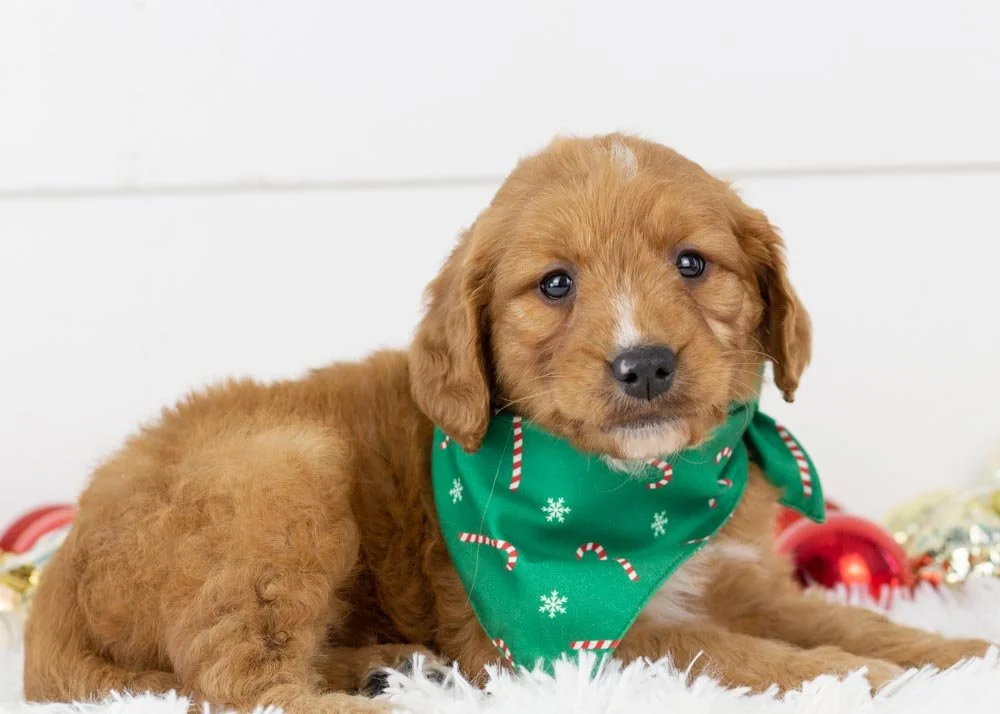 Almond Goldendoodle for sale(3).jpg