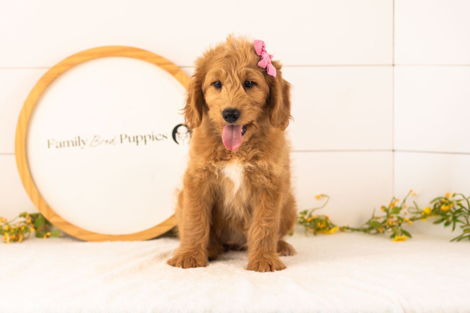 Cha Cha goldendoodle for sale(1).jpg