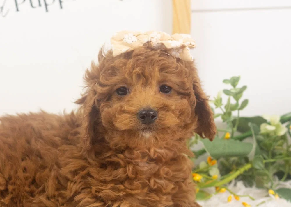 jamie goldendoodle for sale(3).jpg