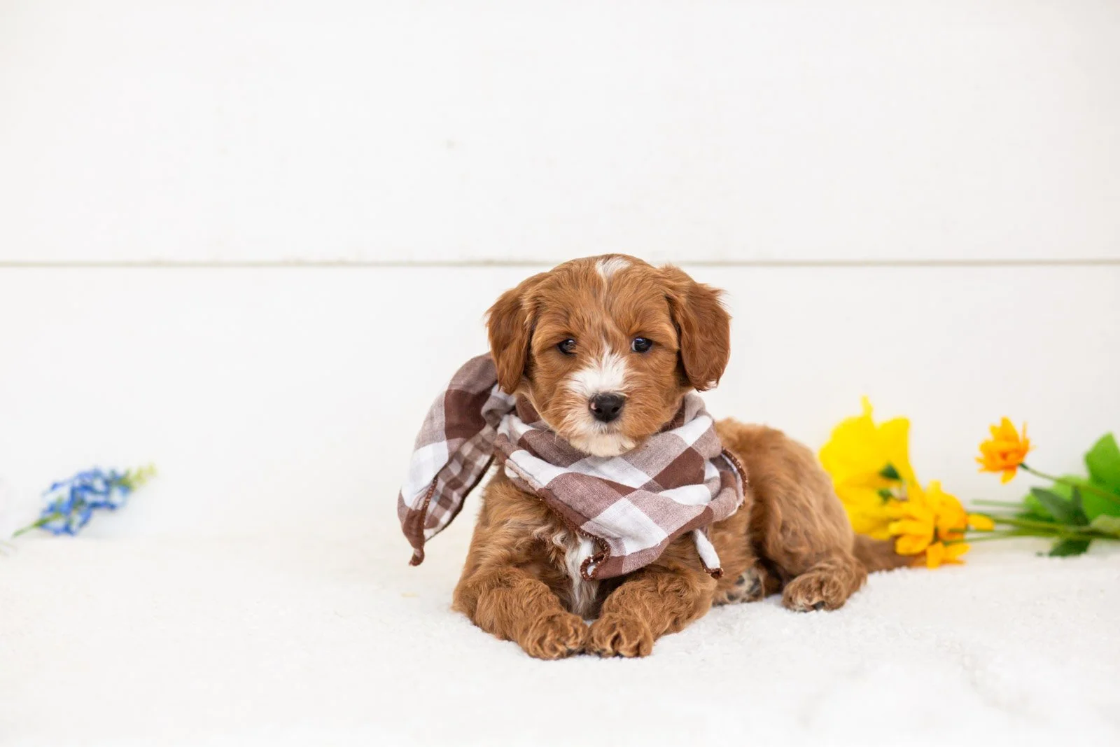 fido goldendoodle for sale(1).jpg