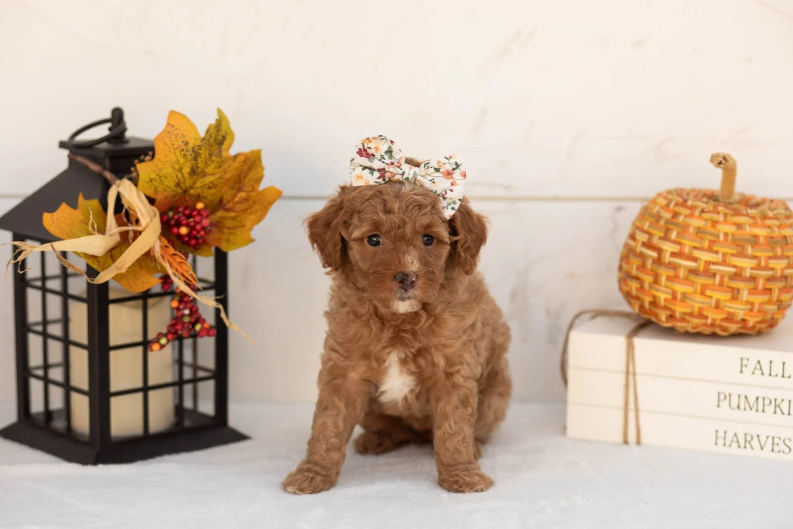 Juliet goldendoodle for sale 4.jpg