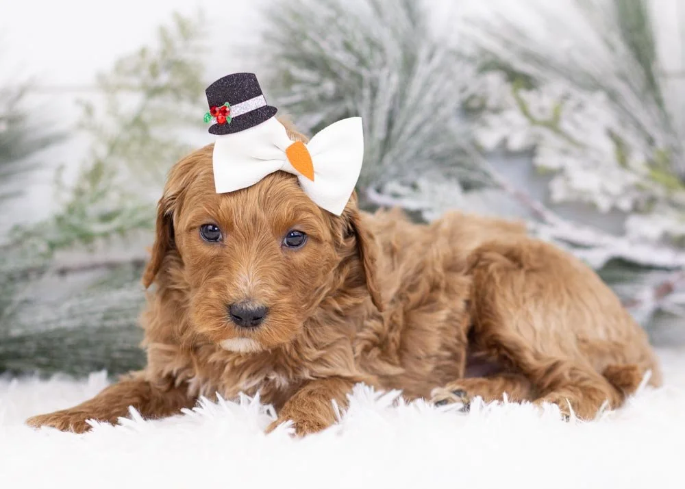 Jazz goldendoodle for sale(3).jpg