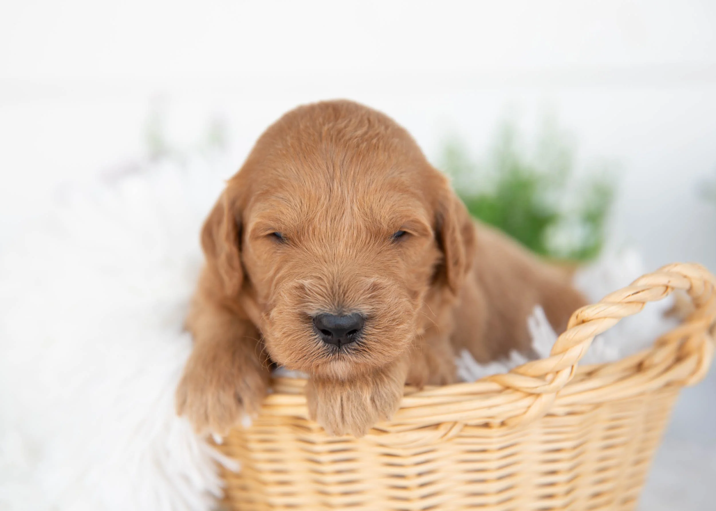 Kona Goldendoodle For Sale(1).jpg