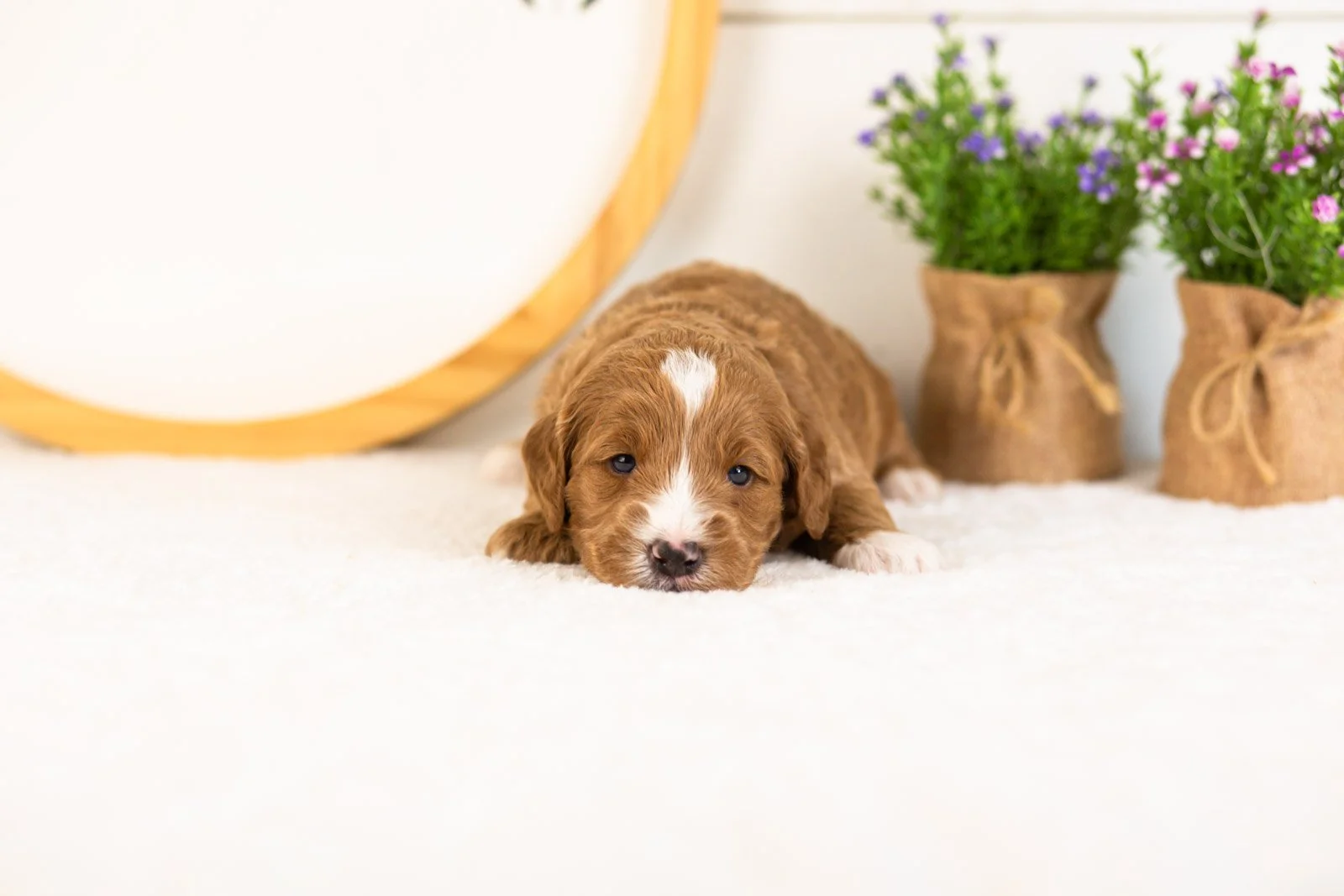 Gouda goldendoodle for sale..jpg