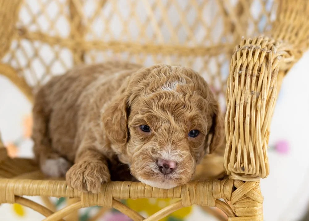 milo goldendoodle for sale(1).jpg