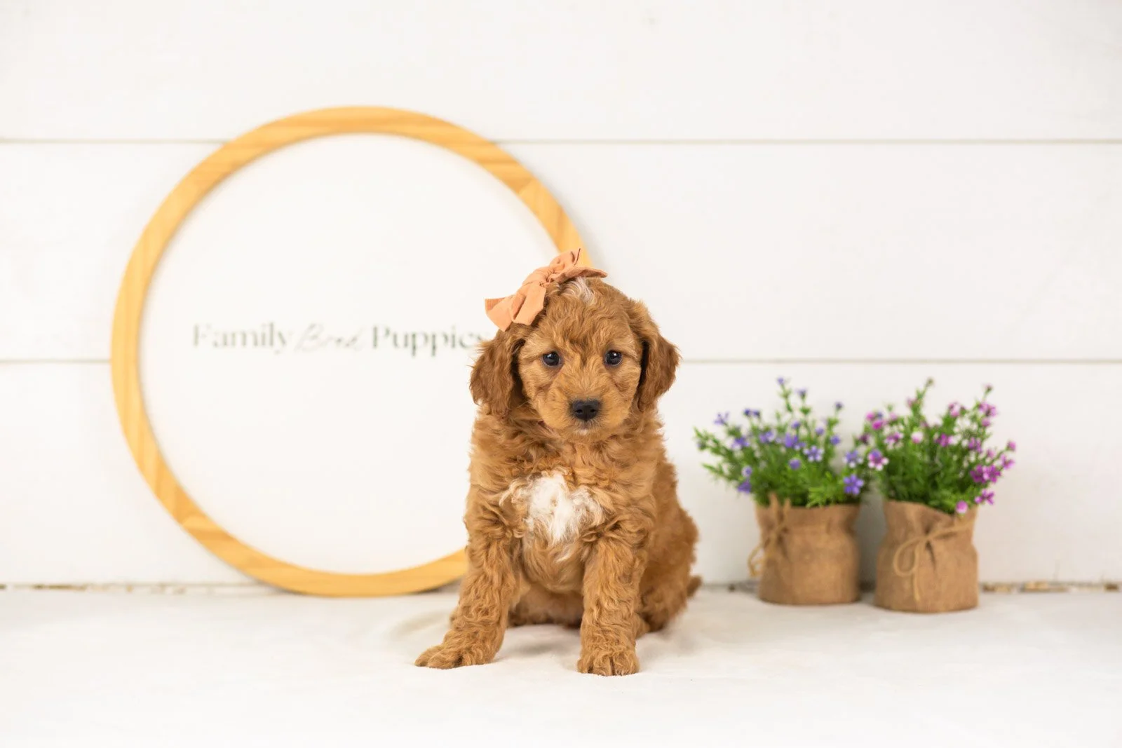 Lisa goldendoodle for sale(2).jpg