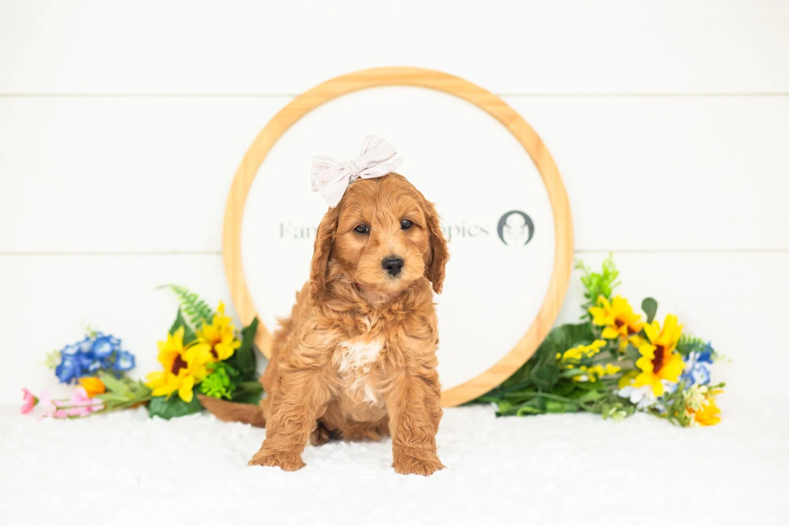 pam goldendoodle for sale.jpg