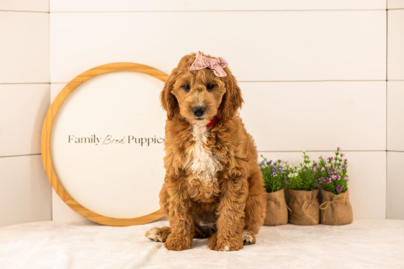 Stormy goldendoodle for sale(1).jpg
