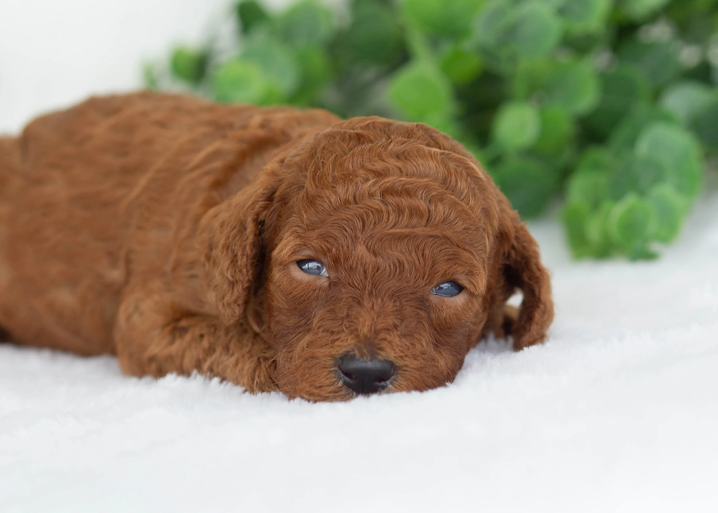 Evelyn goldendoodle for sale3.jpg