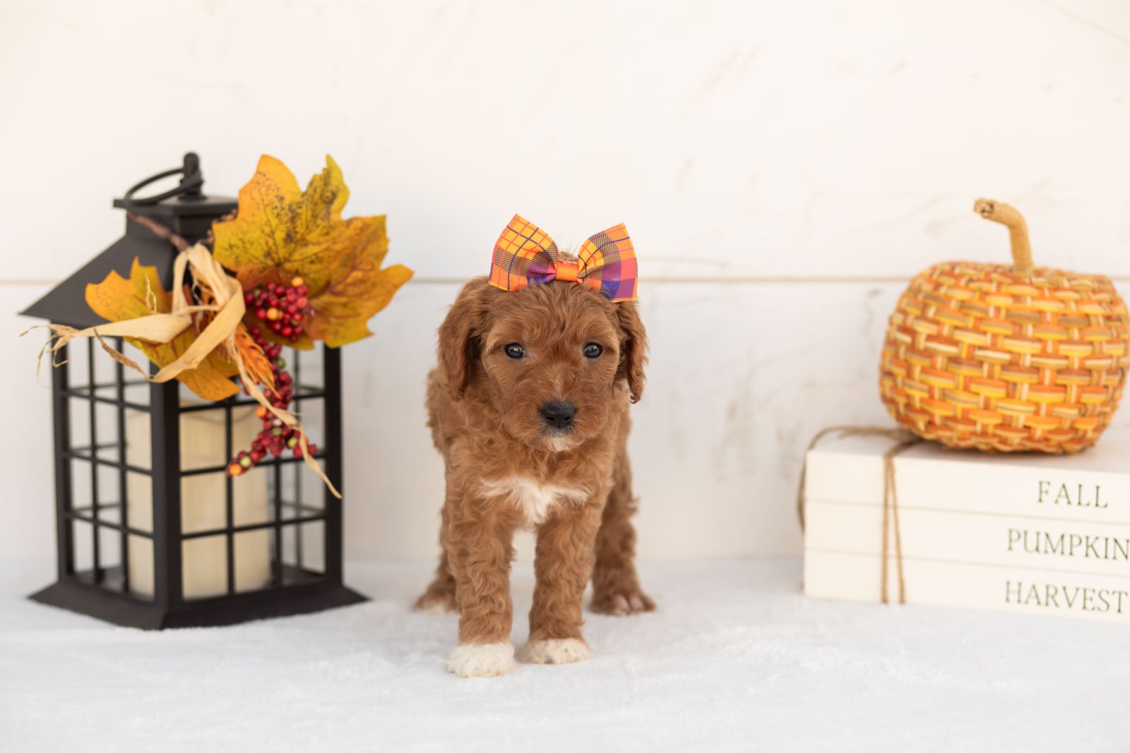 Juniper goldendoodle for sale 4.jpg