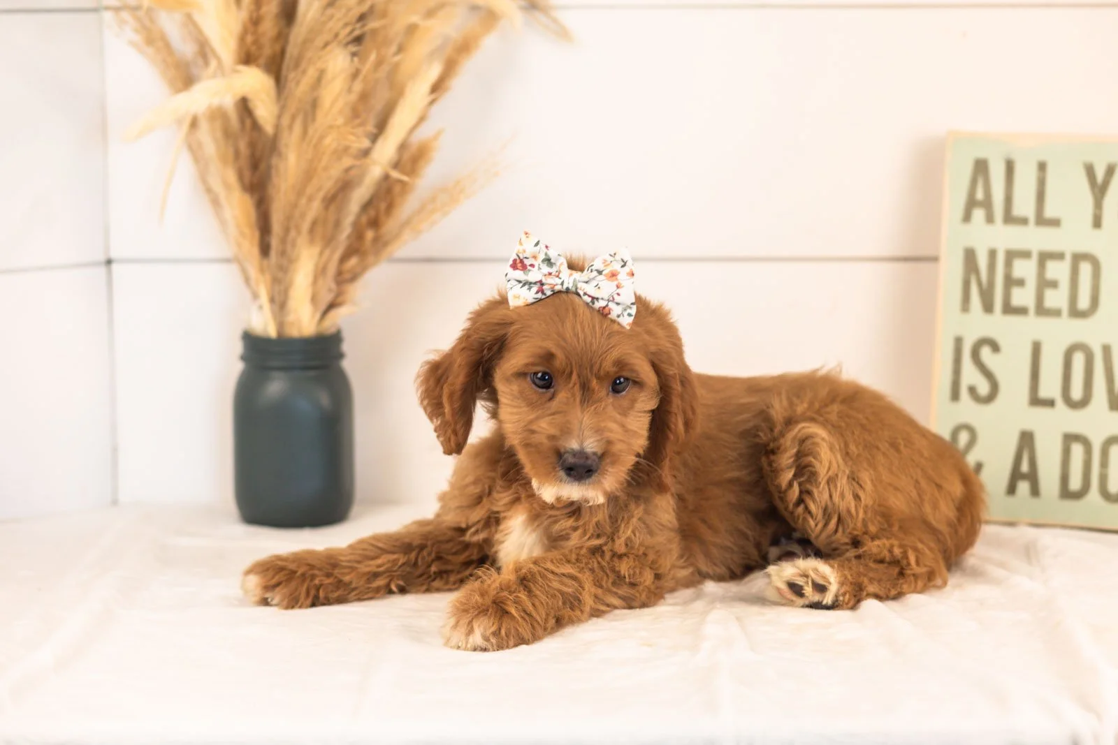 Ember goldendoodle for sale(3).jpg