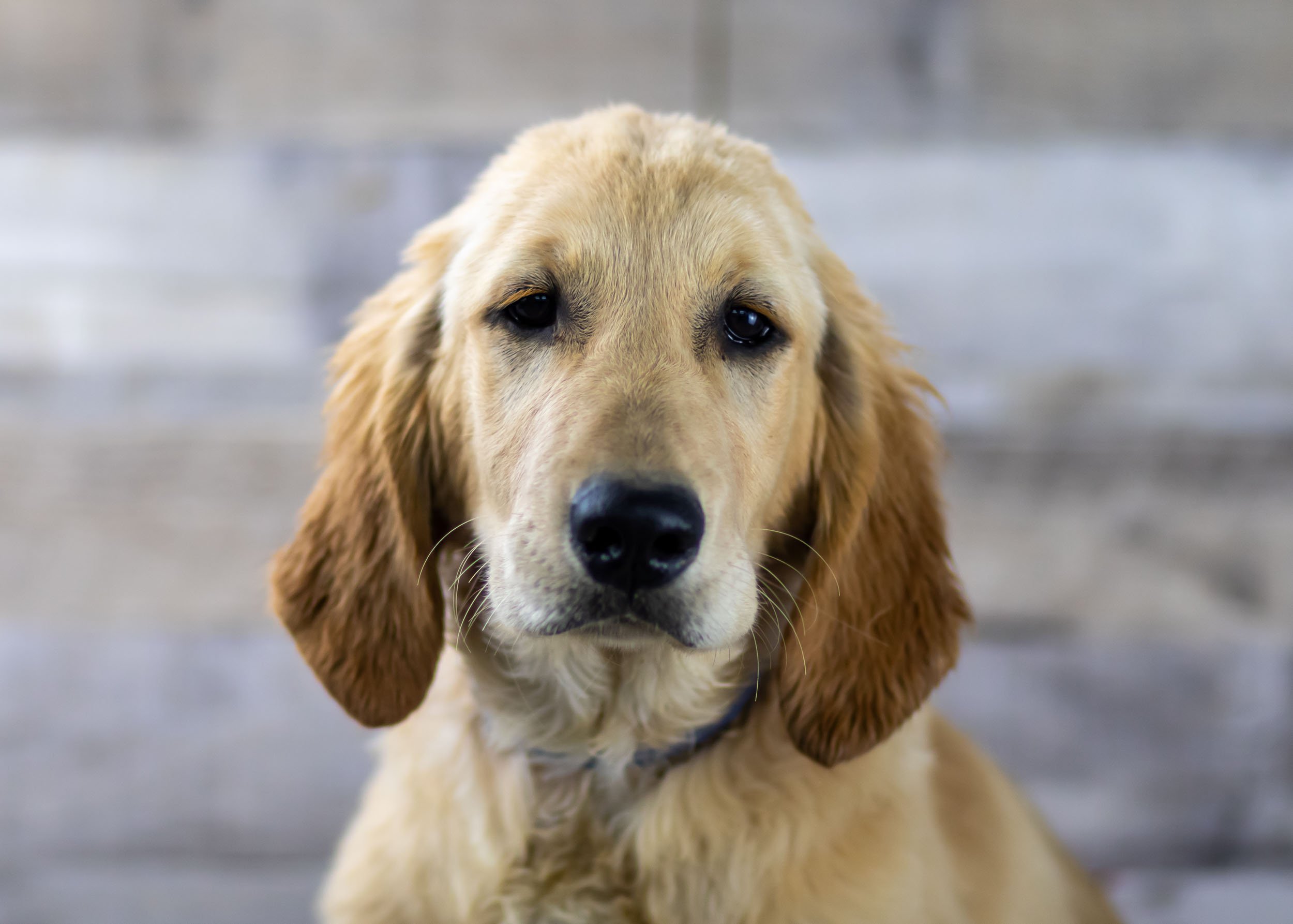 Golden Retrievers for Adoption — Family Bred Puppies