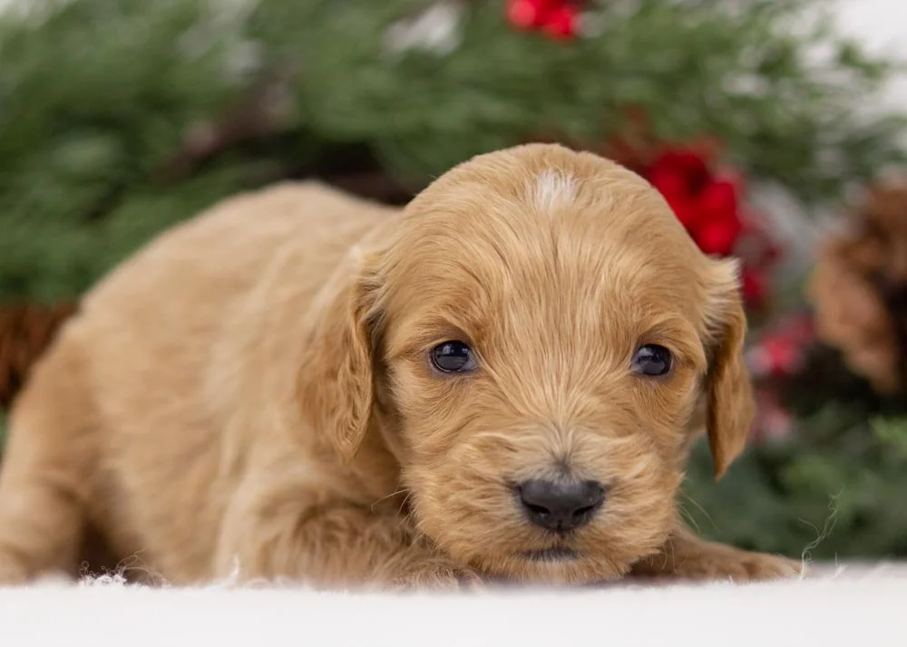Magic goldendoodle for sale(1).jpg