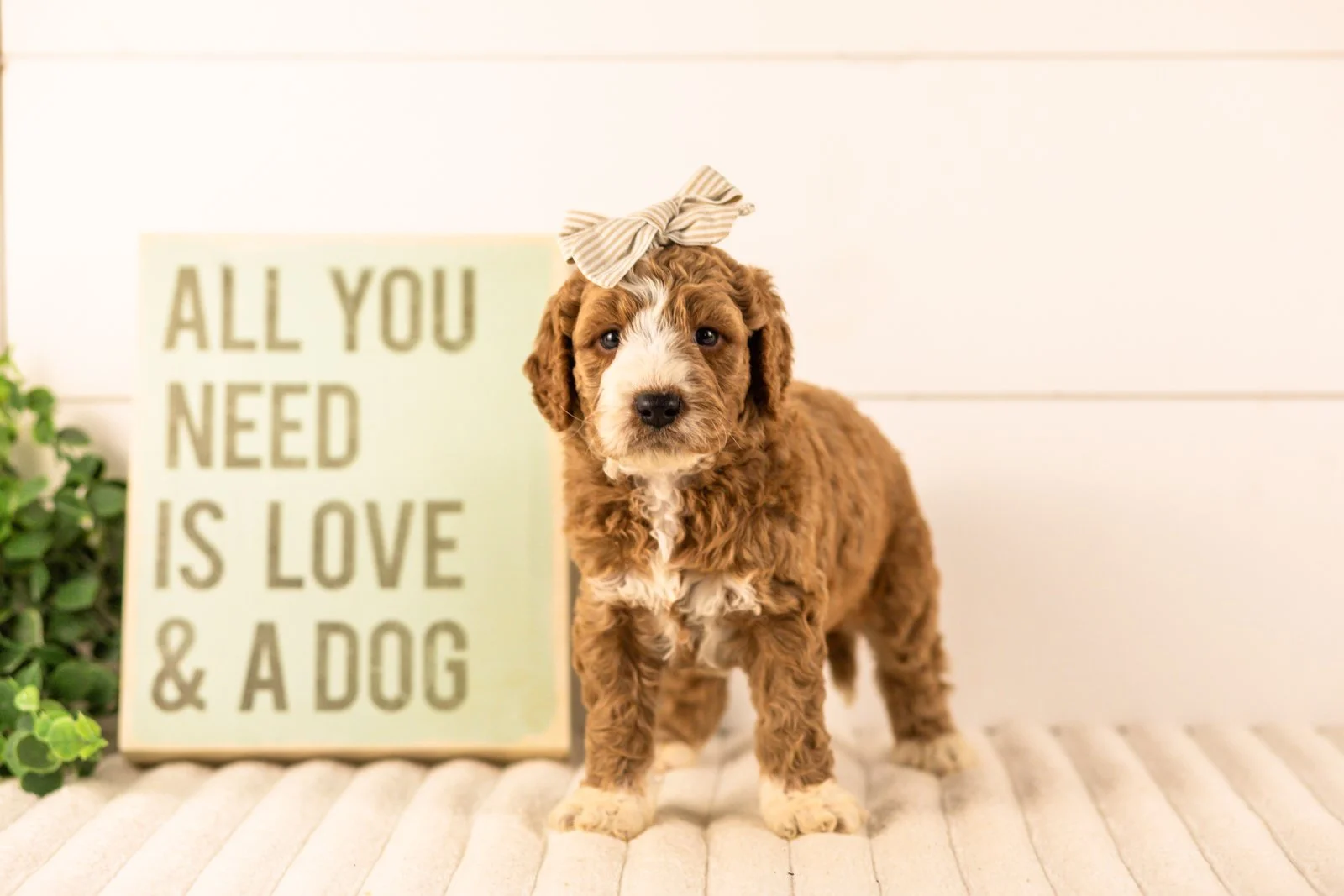 Lindsey goldendoodle for sale(1).jpg