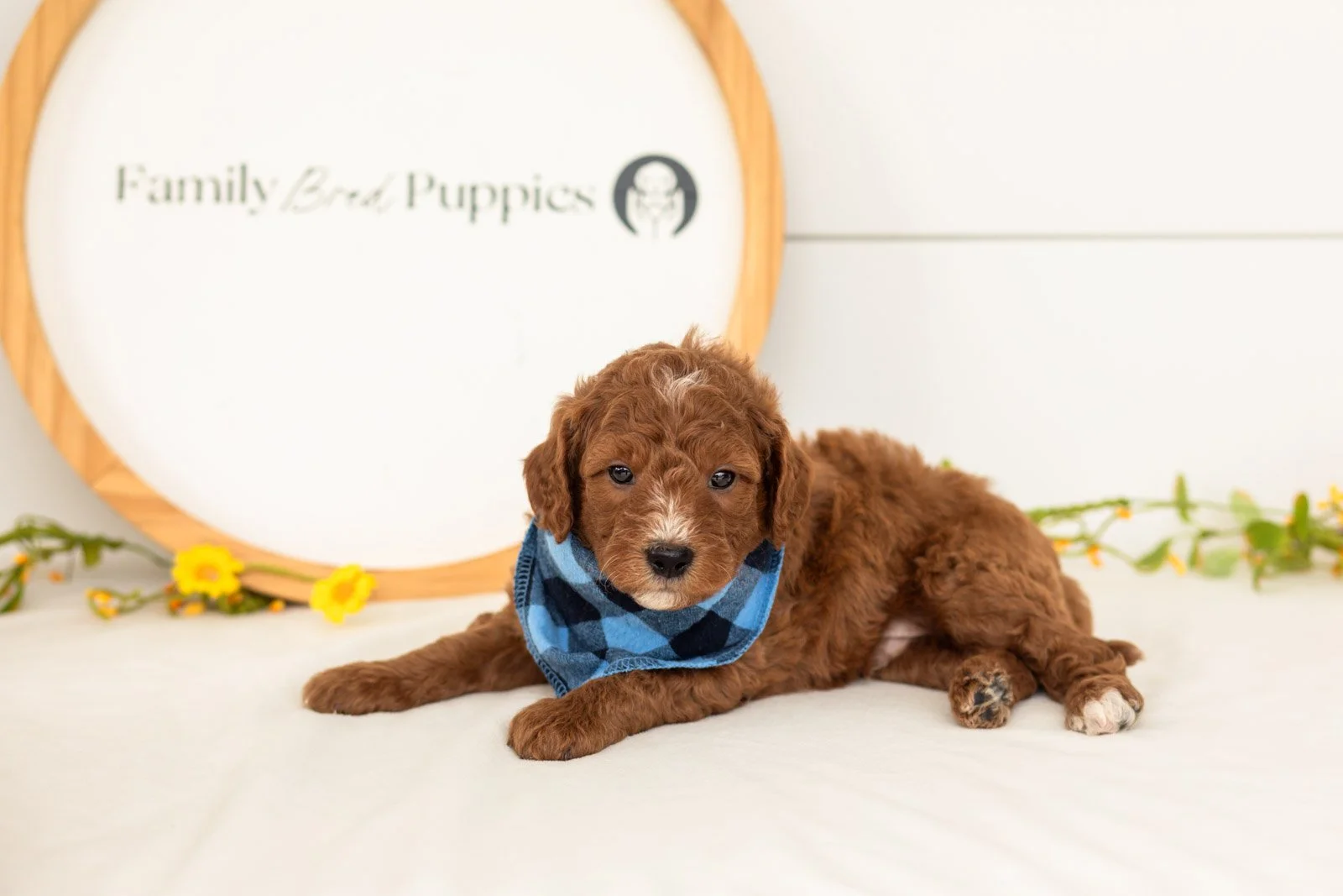 Psyduck goldendoodle for sale.jpg