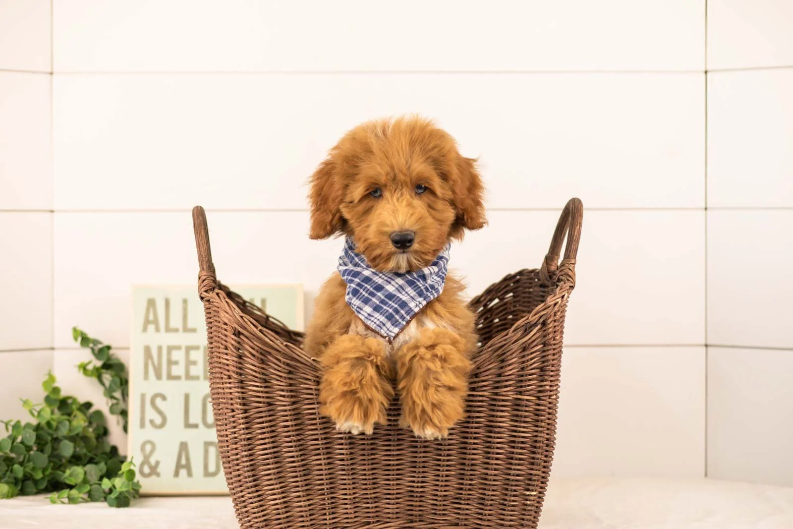 Brave goldendoodle for sale(1).jpg