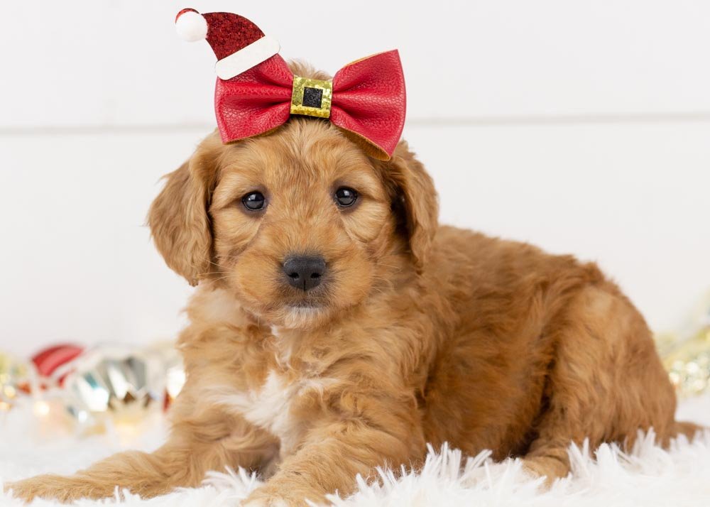 Pistachio Goldendoodle for sale(1).jpg