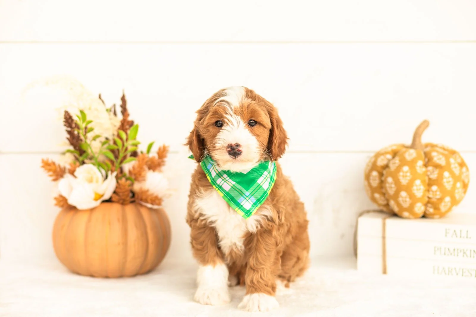 James goldendoodle for sale 4.jpg