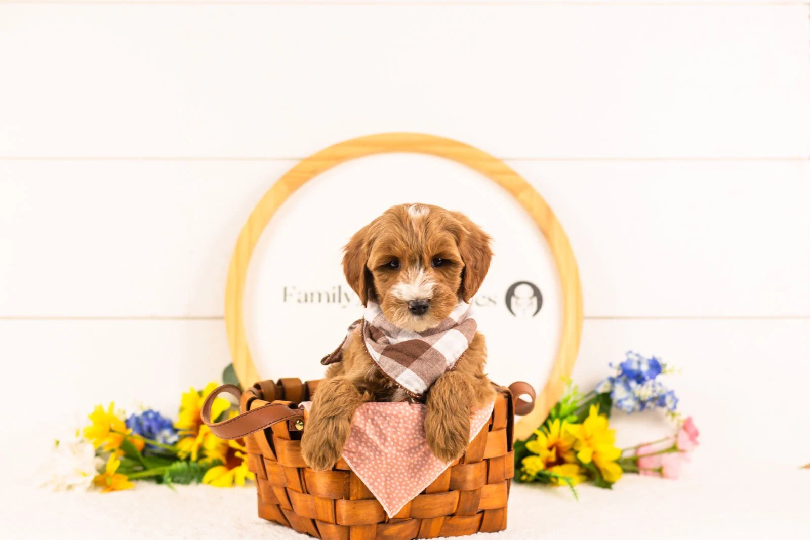 fido goldendoodle for sale(3).jpg