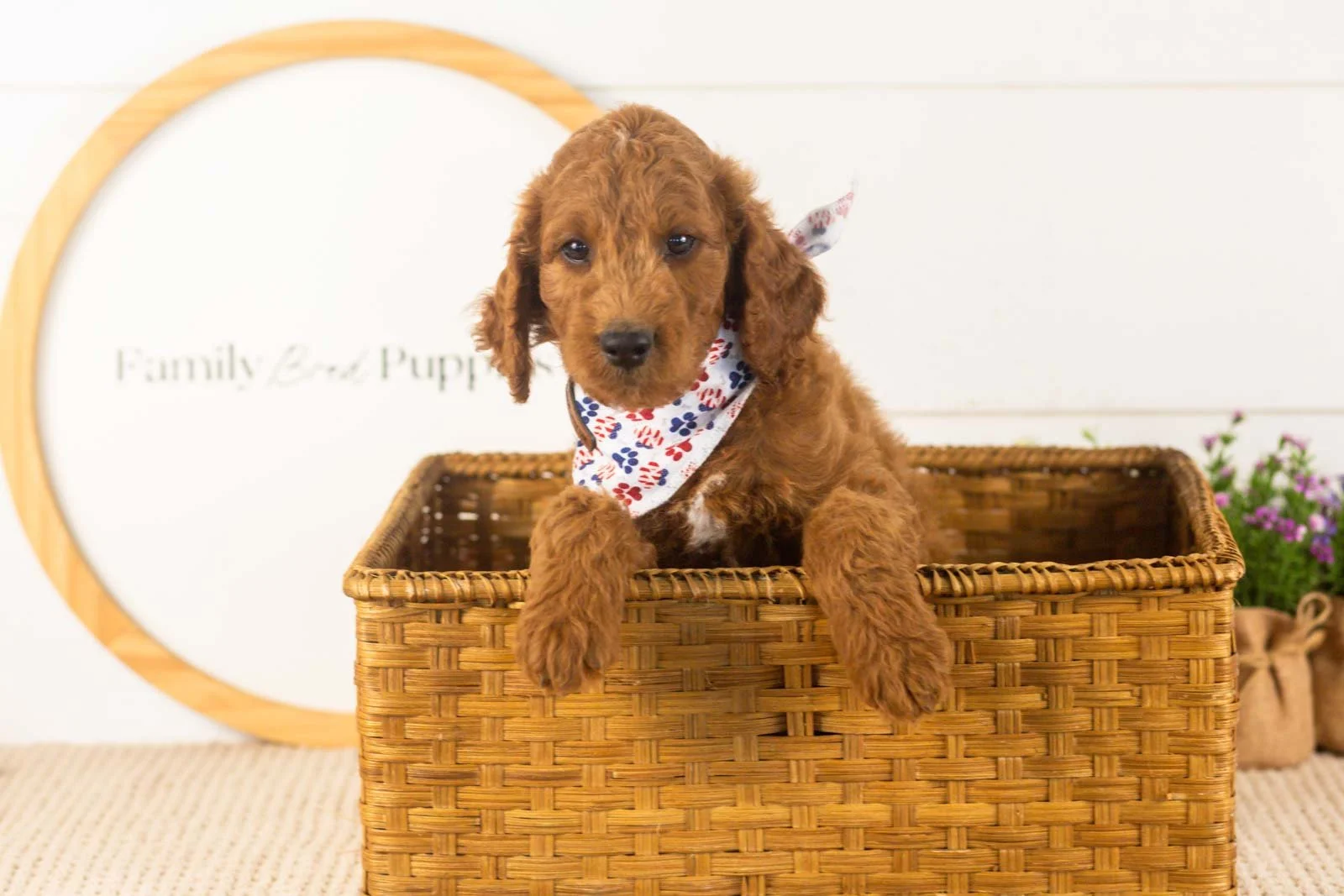Zion goldendoodle for sale(3).jpg