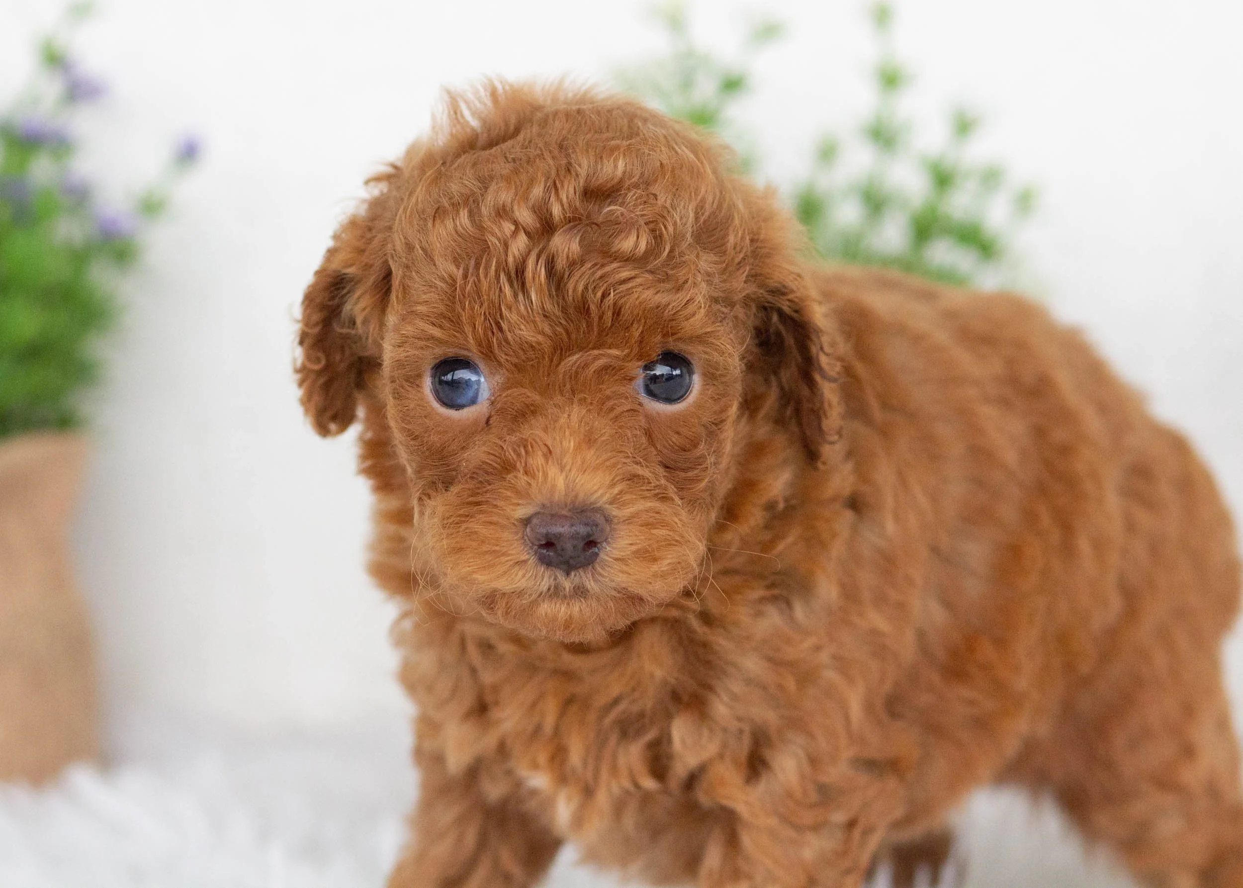Edward goldendoodle for sale(1).jpg