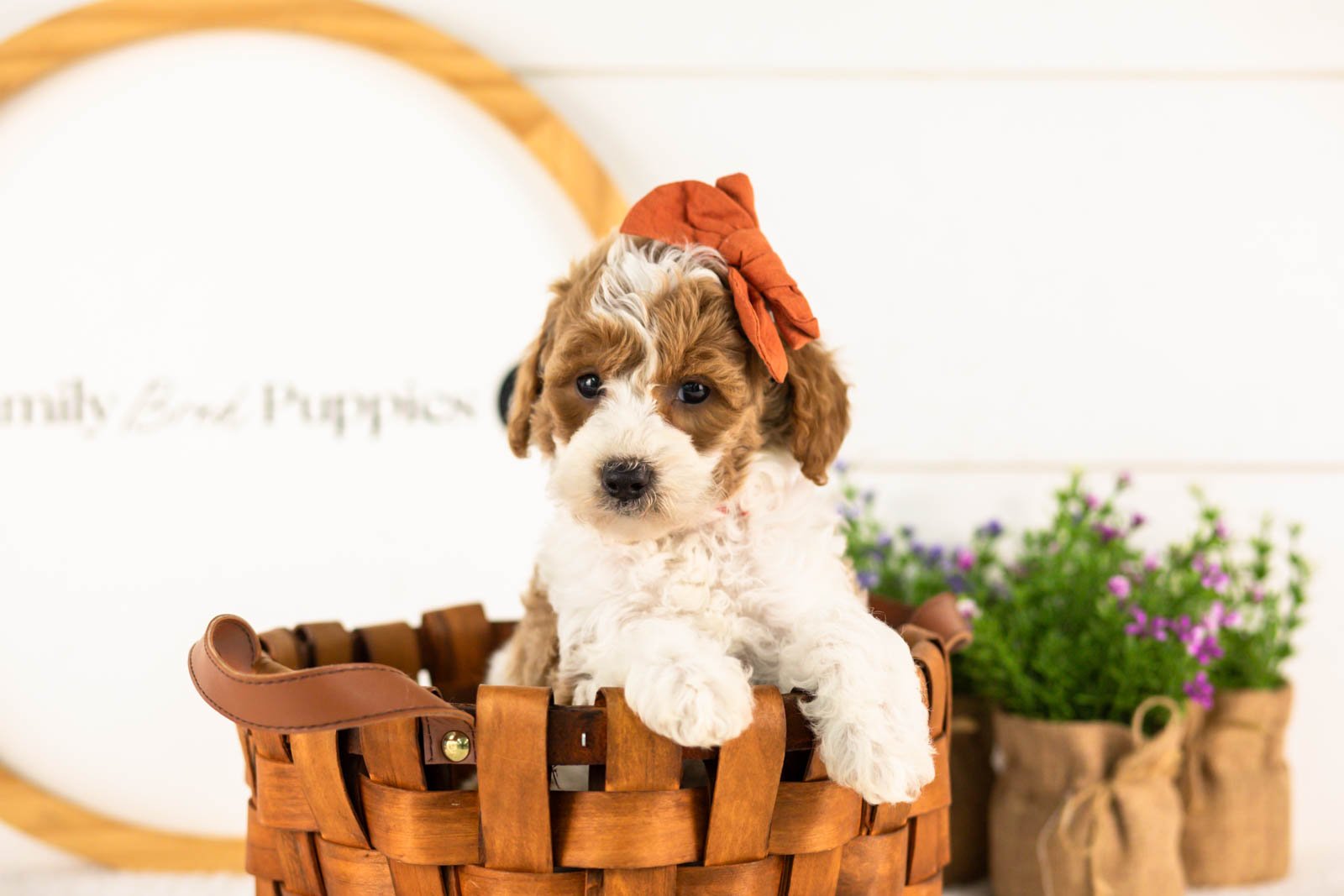 Lucy goldendoodle for sale(2).jpg