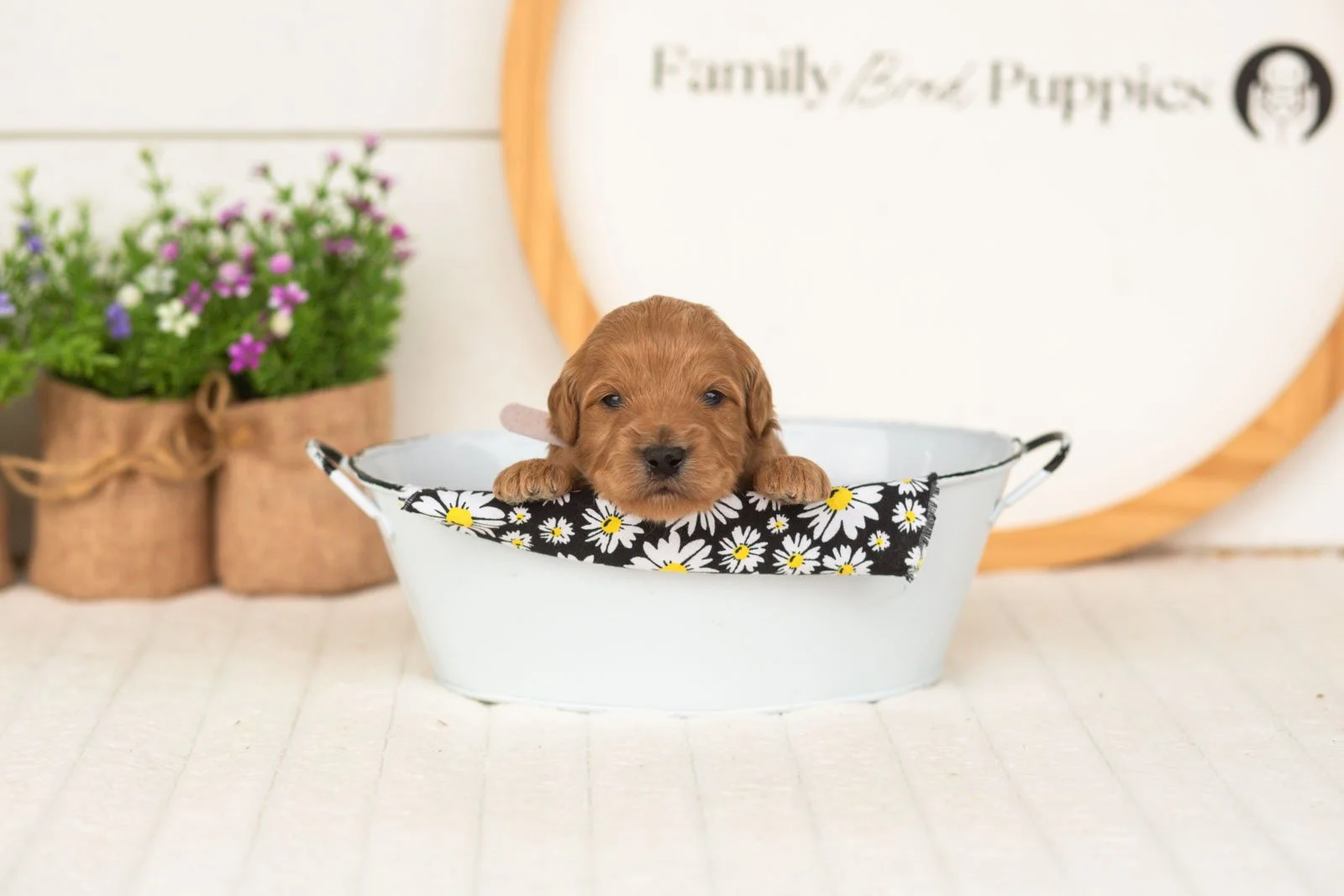 Ember goldendoodle for sale(3).jpg