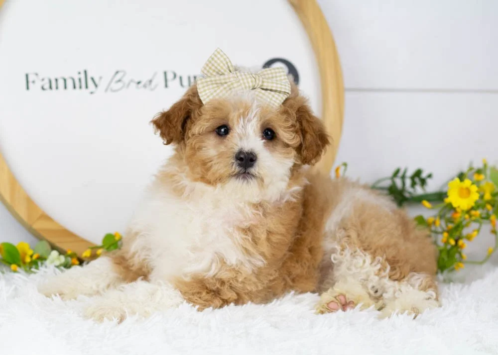 Denalli goldendoodle for sale.jpg
