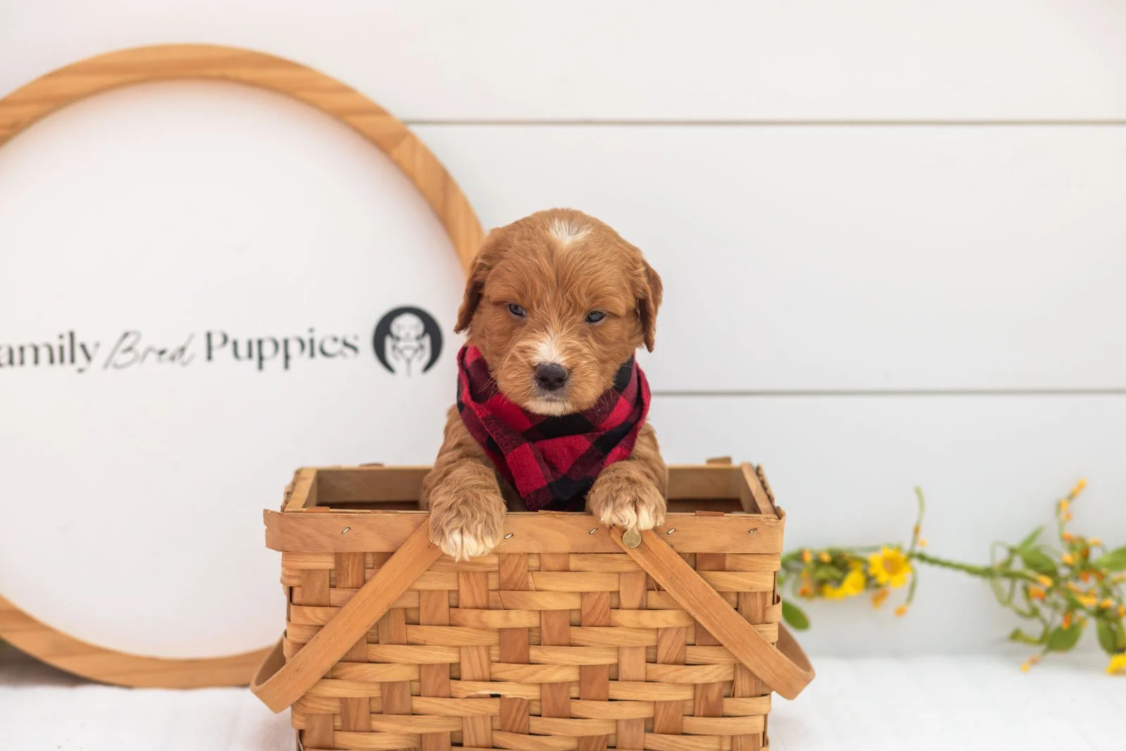 Hunter goldendoodle for sale(4).jpg