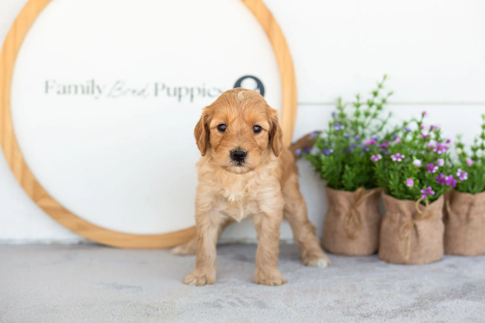 Maria goldendoodle for sale.jpg