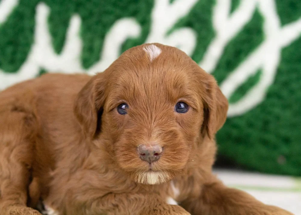 Blue goldendoodle for sale(3).jpg