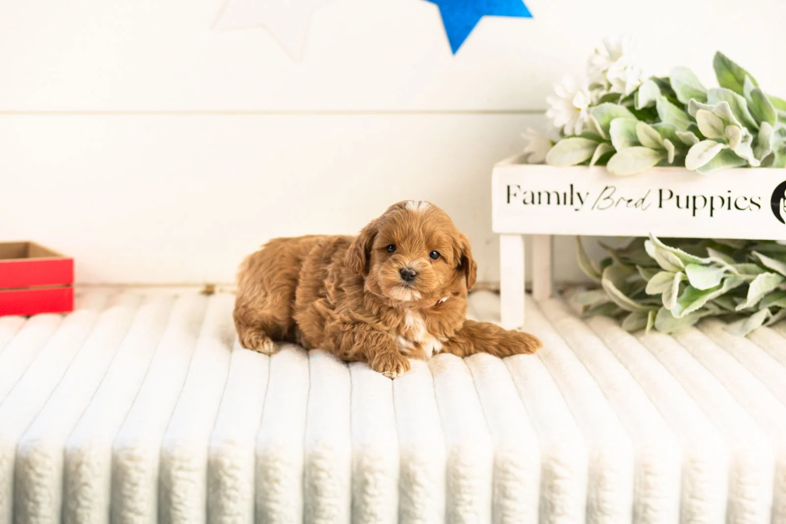 cobalt goldendoodle for sale(1).jpg