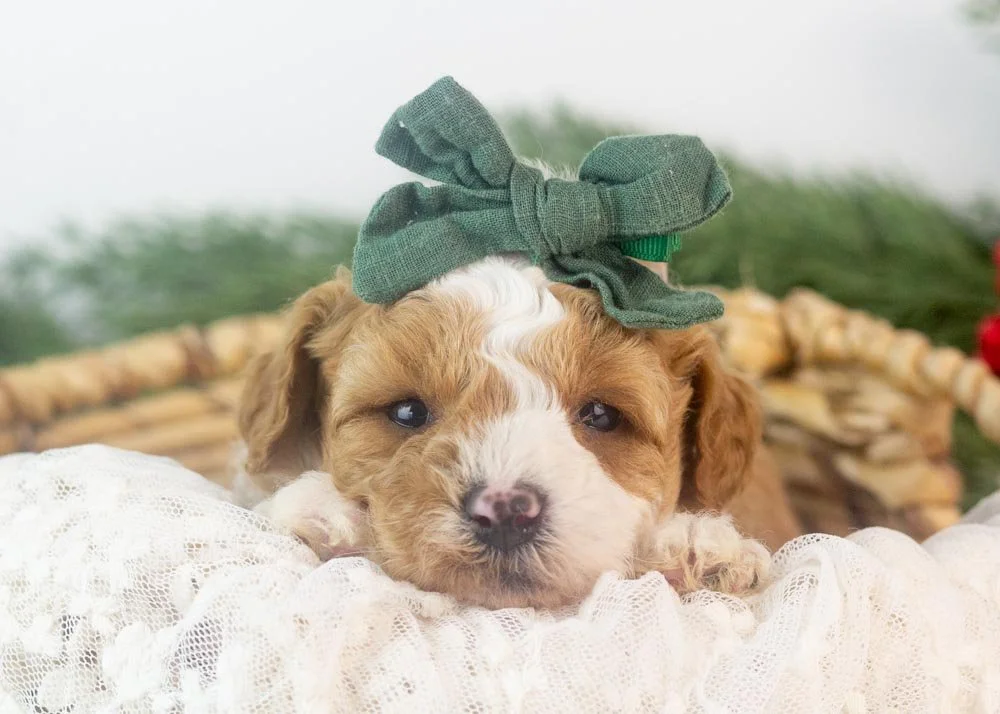 Denalli goldendoodle for sale.jpg