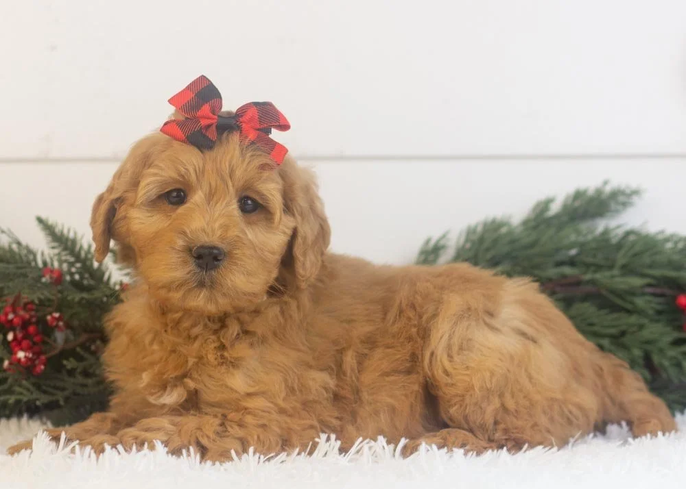 Lynx goldendoodle for sale.jpg