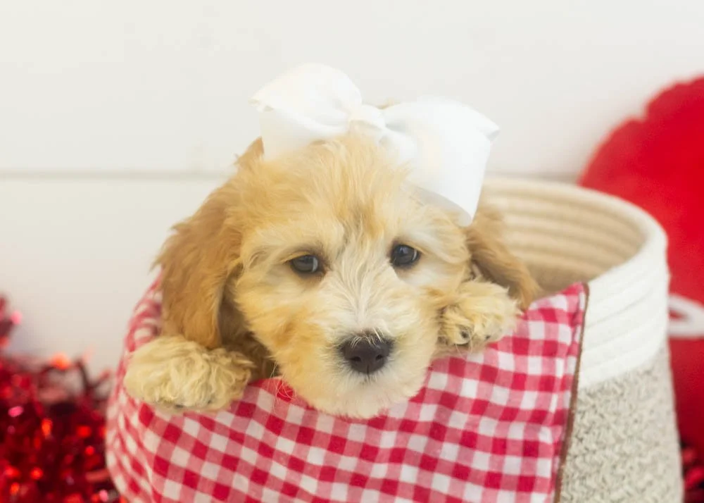 Magnolia goldendoodle for sale(1).jpg