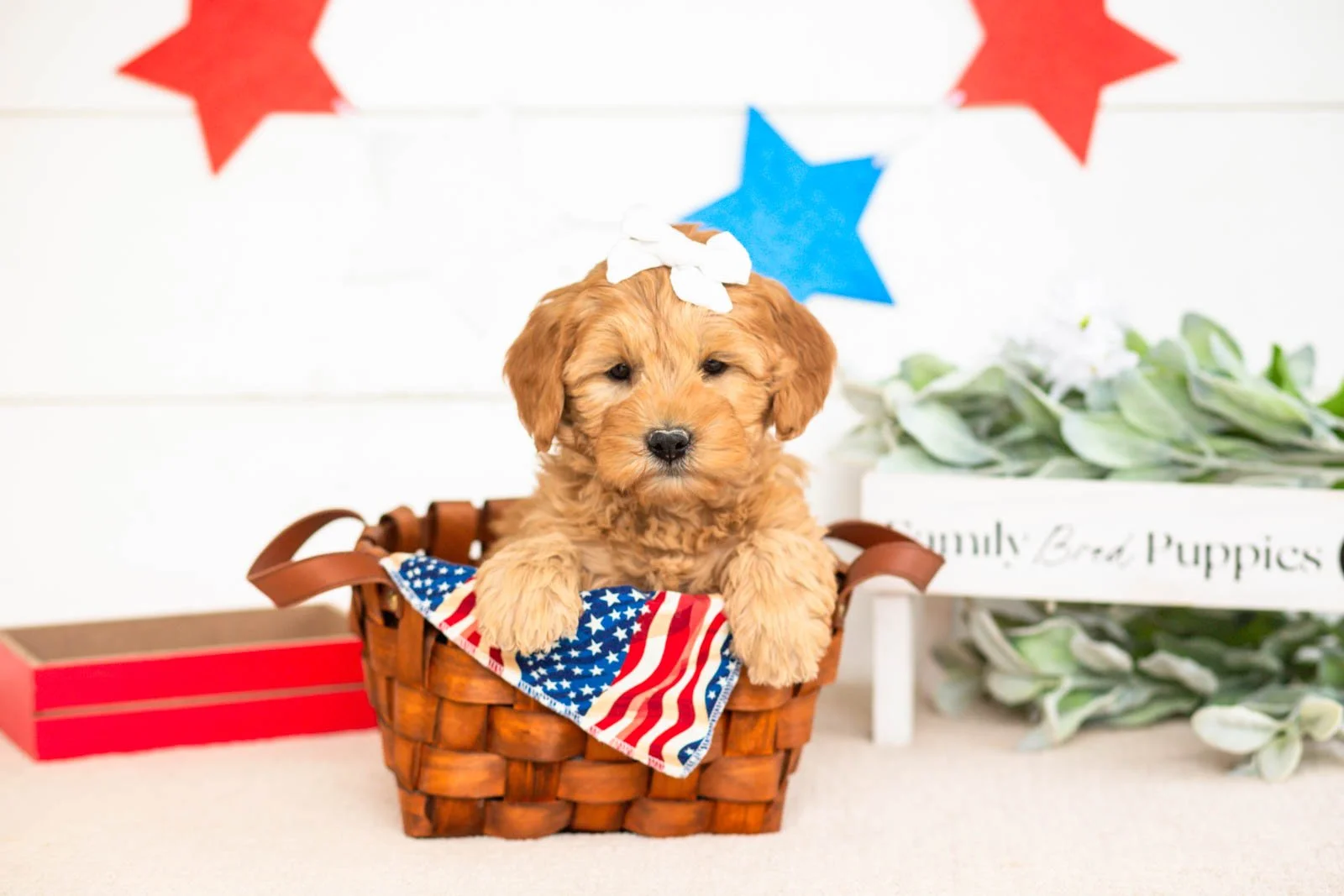 edith goldendoodle for sale(3).jpg
