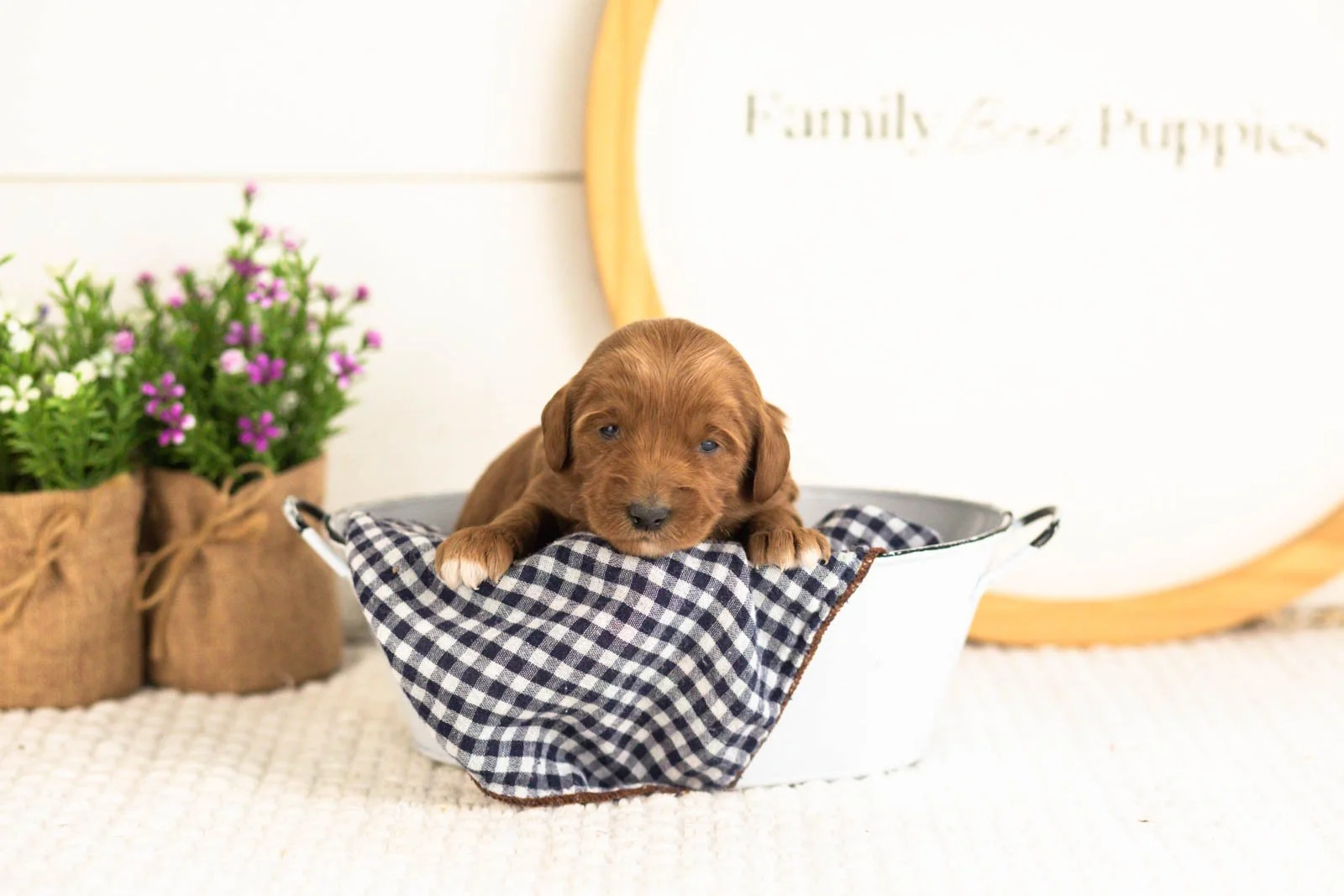 Summer goldendoodle for sale(2).jpg