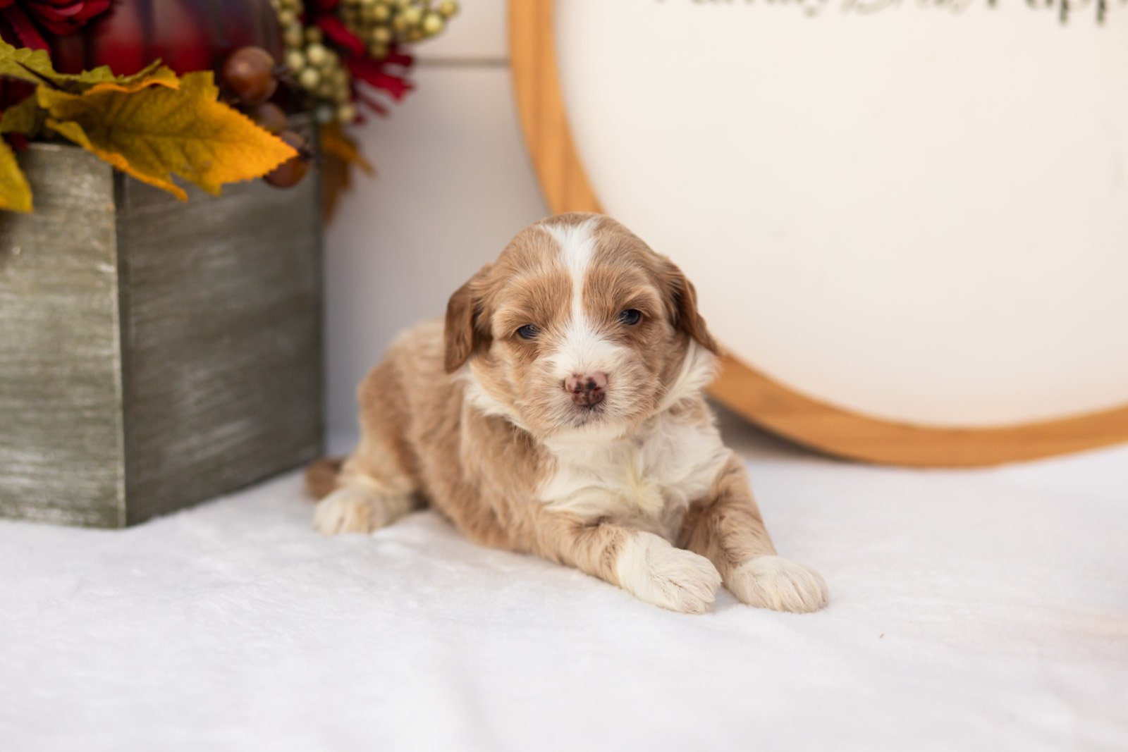 Granny Smith goldendoodle for sale.jpg