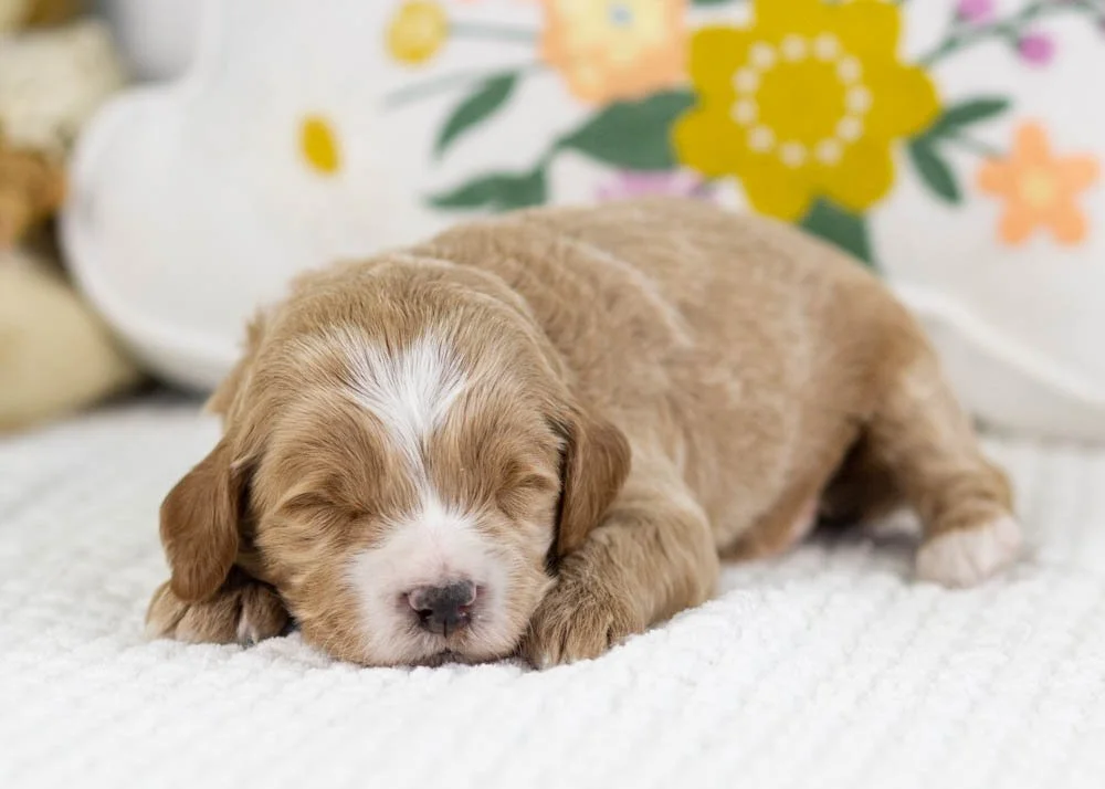 freddy goldendoodle for sale(3).jpg
