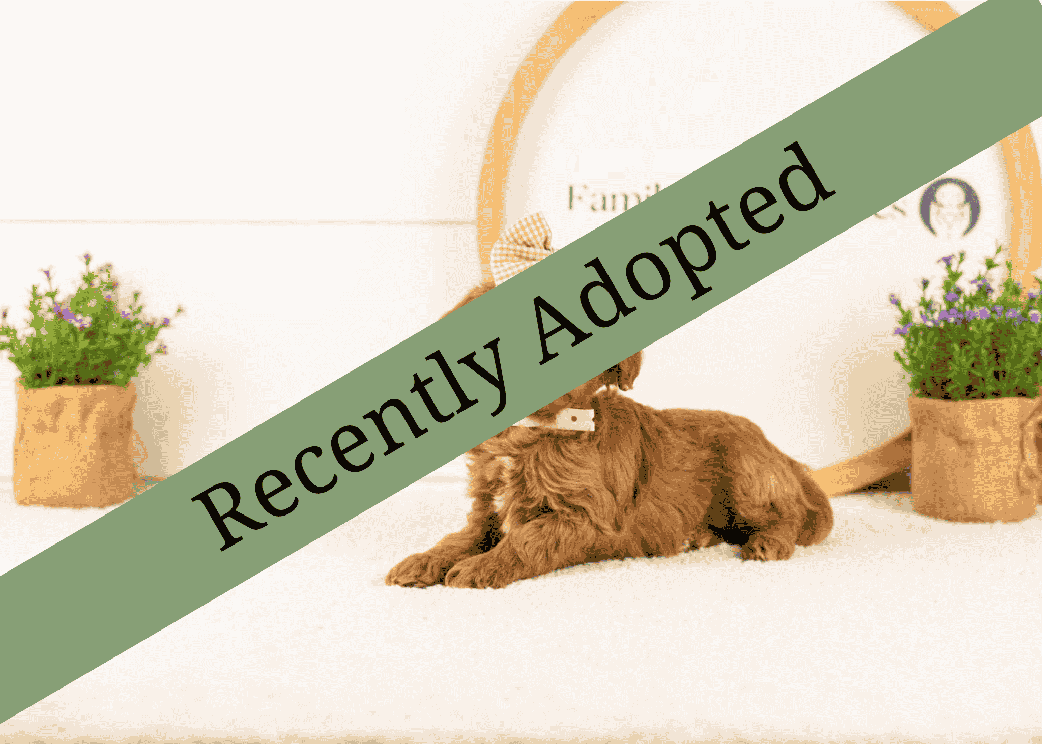 goldendoodle for sale