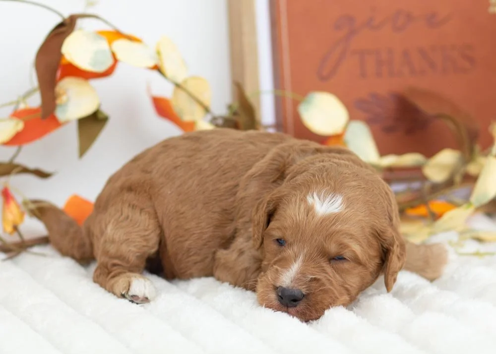 Hazelnut goldendoodle for sale(2).jpg