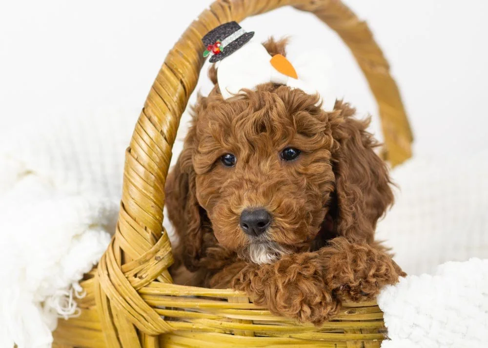 Capri goldendoodle for sale(1).jpg